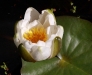 Waterlily, fragrant